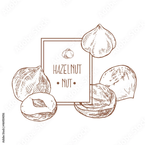 Obraz Hand drawn vector hazel nuts forest illustration