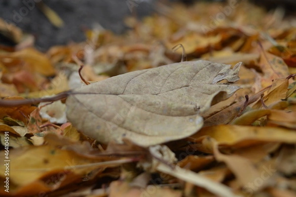 Obraz autumn leaves on the ground