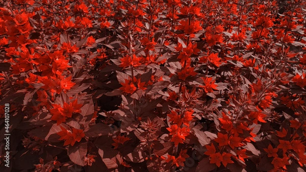 Obraz red hot pepper