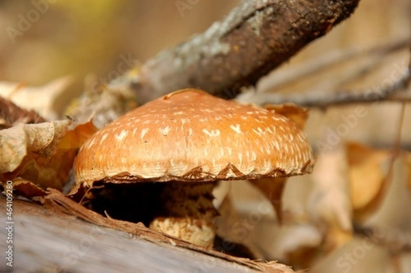 Obraz mushroom in the forest