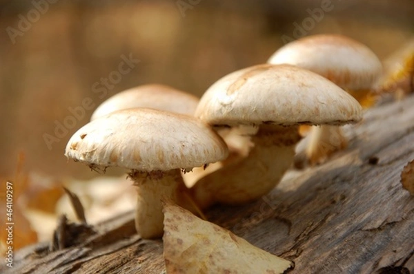 Obraz mushroom in the forest