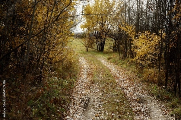 Fototapeta path in the woods