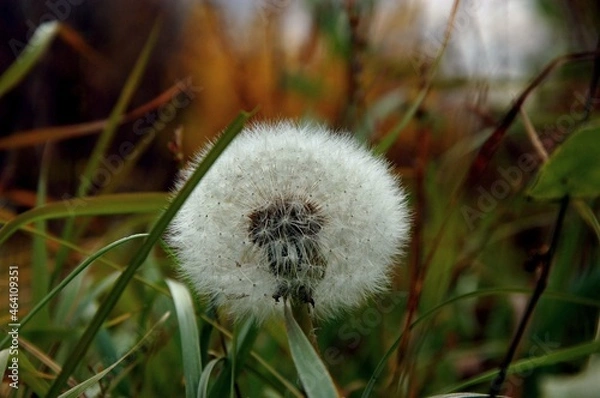 Fototapeta dandelion in the grass