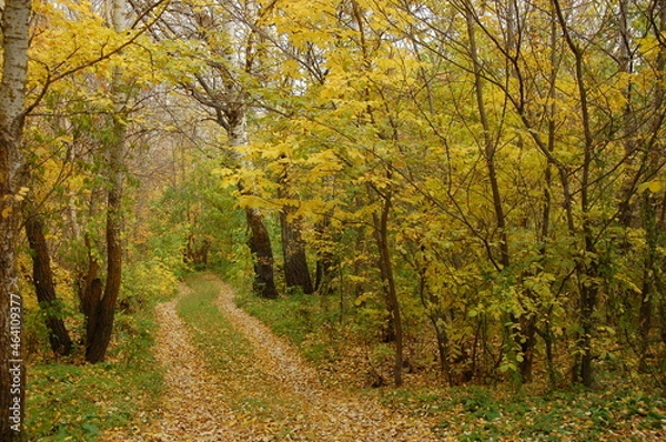 Fototapeta autumn in the forest