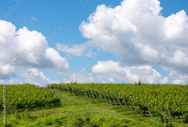 Fototapeta Field  with vineyard and blue sky with clouds