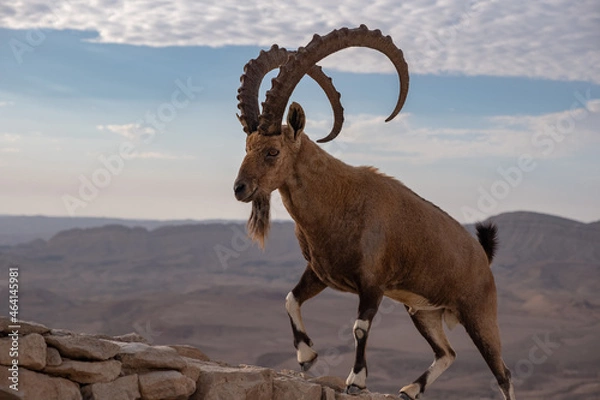 Fototapeta Male Nubian ibex standing on the edge of the world's largest erosion crater, known as the Makhtesh Ramon, in the settlement Mitzpe Ramon, Negev Desert, Israel.