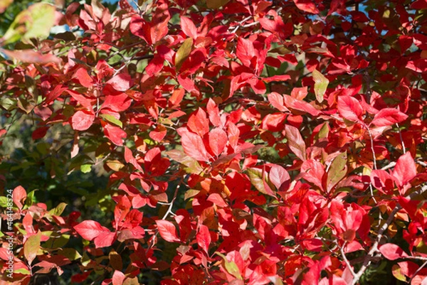 Fototapeta red autumn leaves