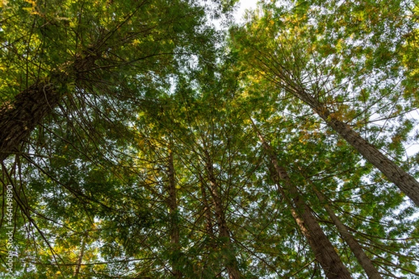 Fototapeta green leaves and sky