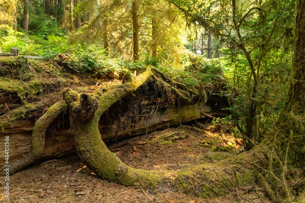 Fototapeta Mossy fallen tree 