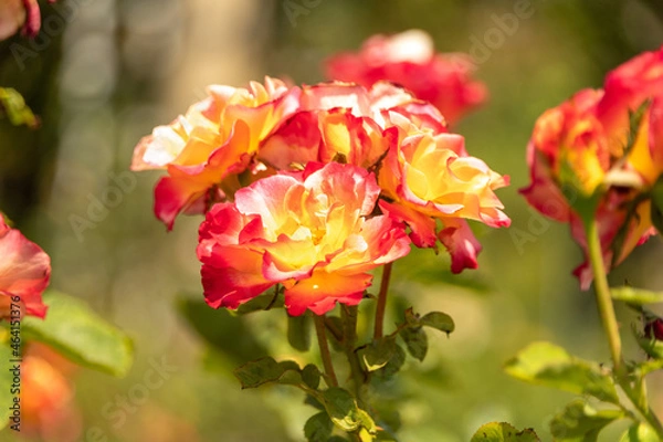 Fototapeta red and yellow roses