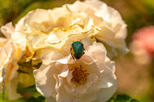 Fototapeta Beetle on rose 