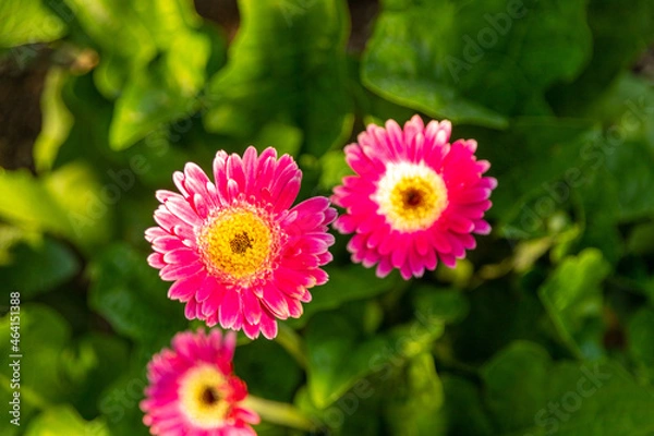 Fototapeta pink flower