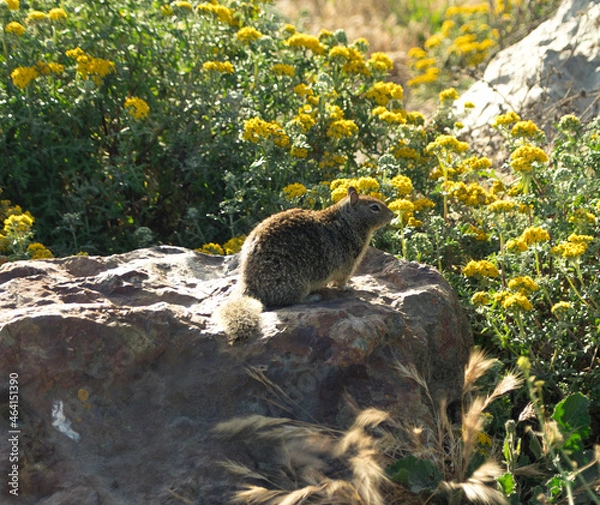 Fototapeta Squirrel on a rock