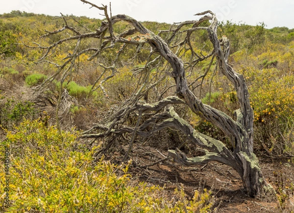 Fototapeta Mossed over tree 
