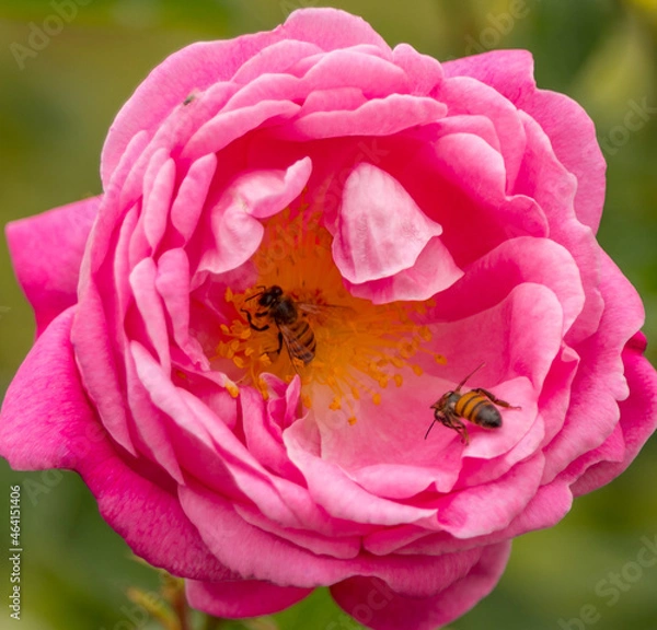 Fototapeta bee on pink flower
