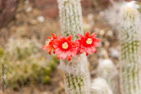 Fototapeta Cactus flower 