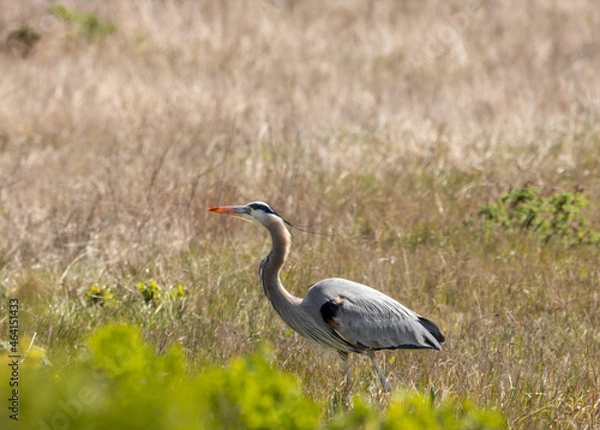 Fototapeta Grey egret 