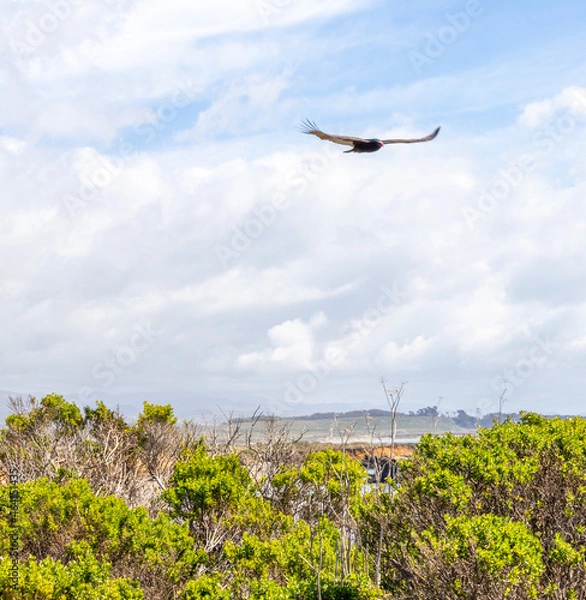 Fototapeta Vulture in flight 