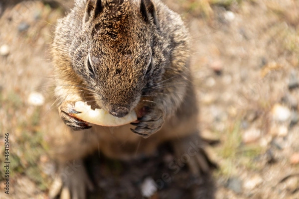 Fototapeta Squirrel snacking 