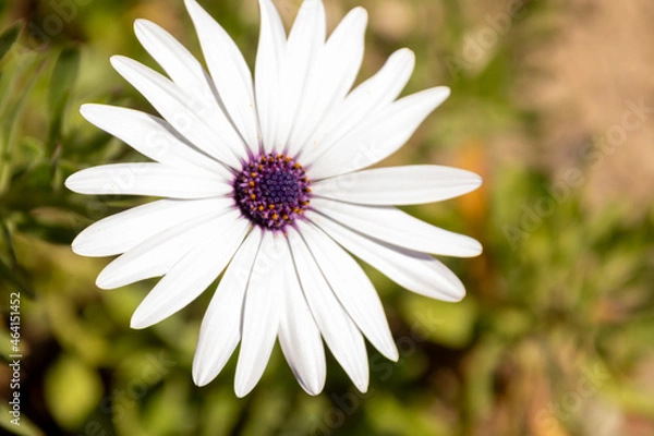 Fototapeta daisy flower