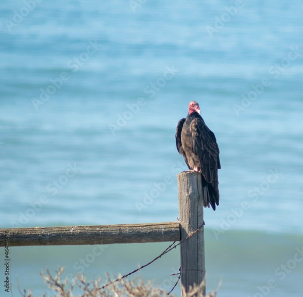 Fototapeta Turkey vulture 