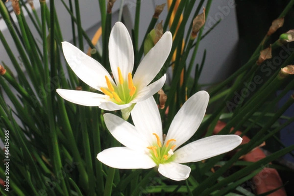 Fototapeta zephyranthes candida.close-up zephyranthes white.beauty flower background.  blooms in the garden. macro of blooming Rain Lily White