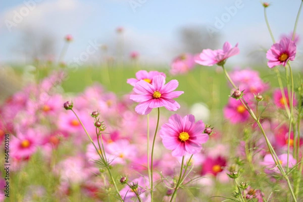 Obraz 土手沿いに咲くピンクのコスモス