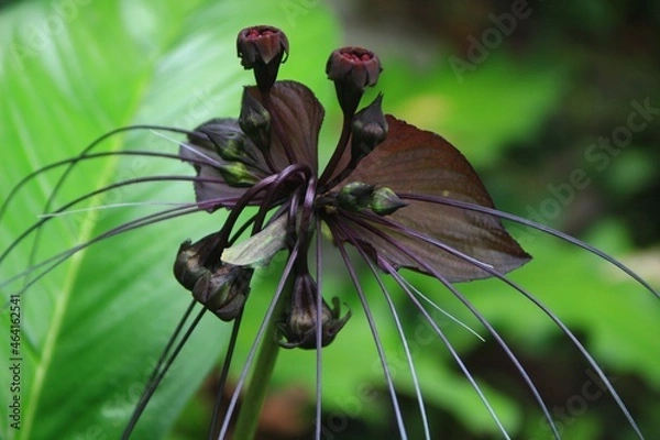 Obraz Black bat flower