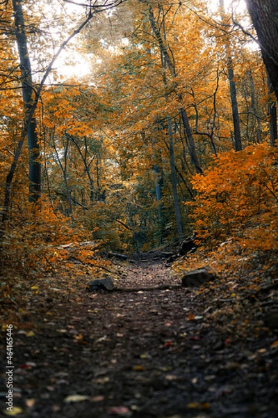Obraz autumn in the forest