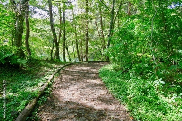 Fototapeta 五色沼　散策路