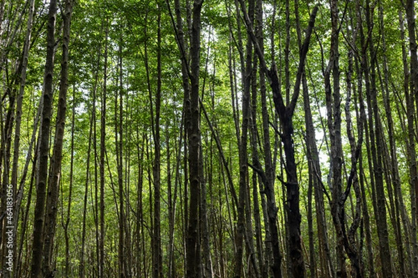 Fototapeta The lush greenery of the trees, the fertile forest