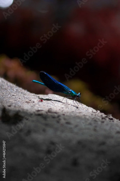 Obraz Pablo Pérez López