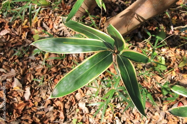 Obraz 艶のあるクマザサの葉