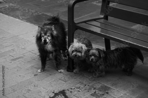 Obraz Pablo Pérez López