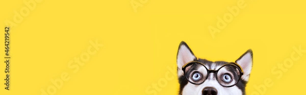 Fototapeta Cute husky dog in glasses looking up. Waiting for delishes concept Banner yellow background