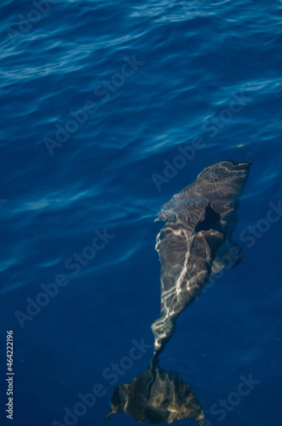 Obraz Pablo Pérez López