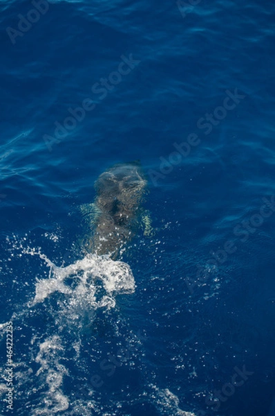 Obraz Pablo Pérez López