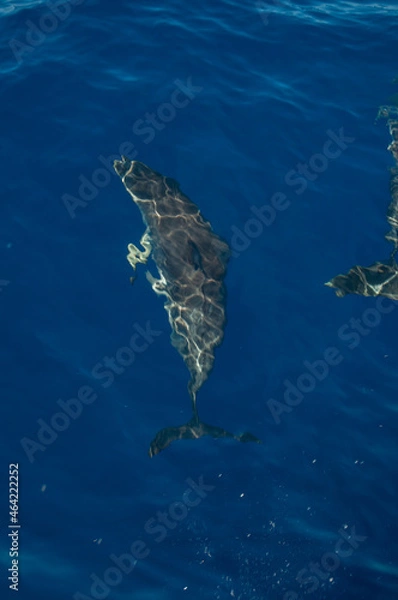 Obraz Pablo Pérez López