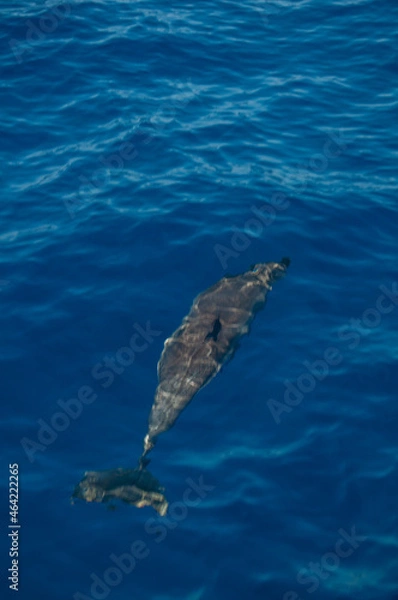 Obraz Pablo Pérez López