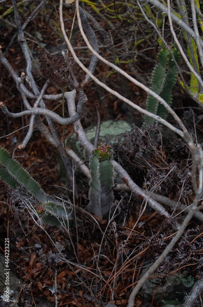 Obraz Pablo Pérez López