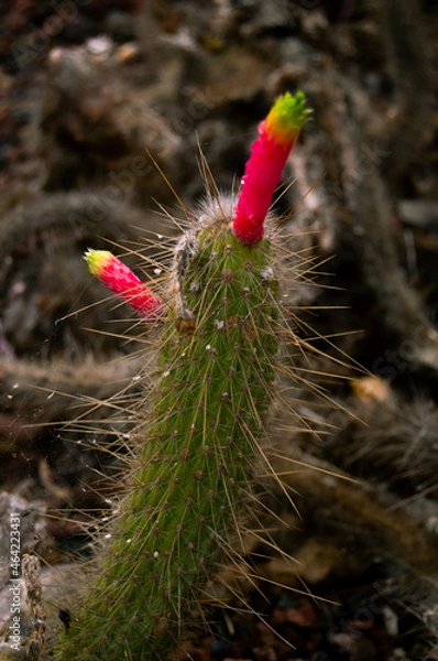Obraz Pablo Pérez López