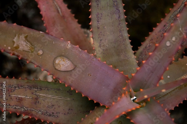 Obraz Pablo Pérez López