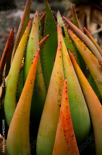Obraz Pablo Pérez López