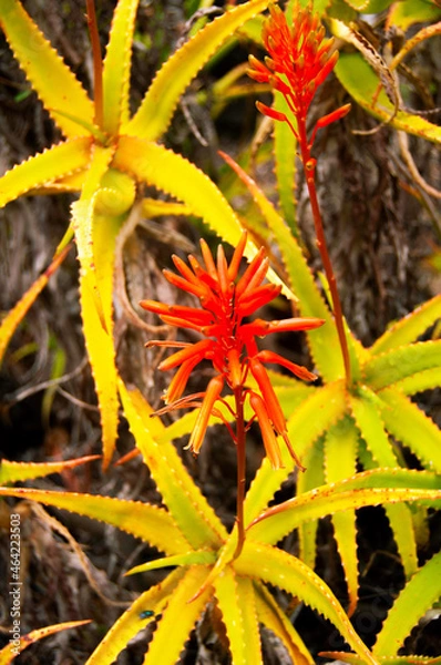 Obraz Pablo Pérez López