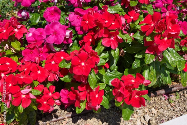 Obraz Catharanthus roseus