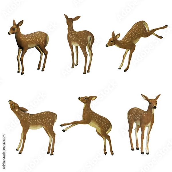 Fototapeta Fawn set, isolated on the white background