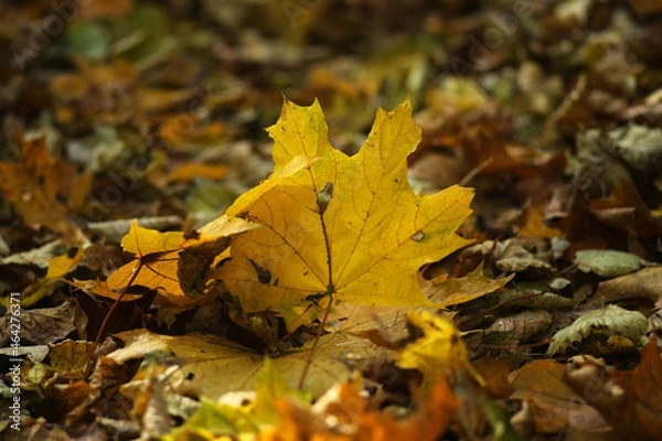 Fototapeta A large maple leaf among many autumn foliage on the ground in the forest.