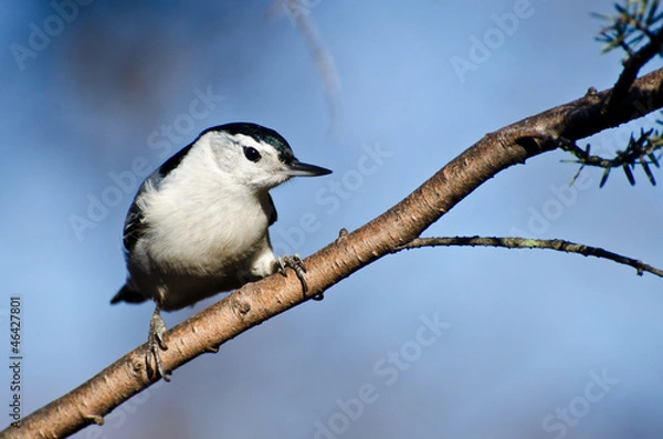 Fototapeta White-Breasted Nuthatch Perched in a Tree