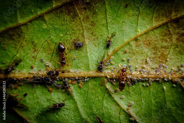 Fototapeta Ants Farming Aphids Leaf