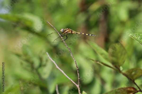 Fototapeta dragonfly on a branch